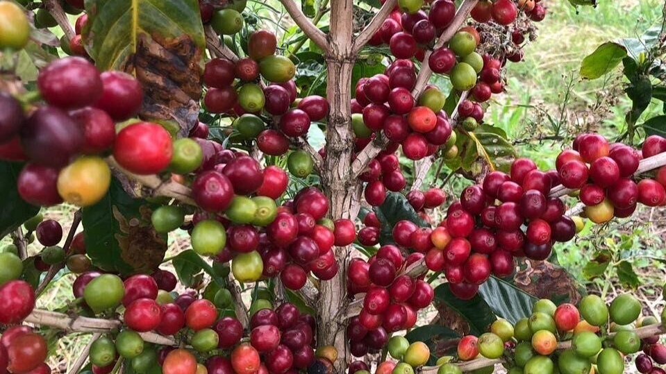 Health Benefits of African Coffee from Tanzania Single Origin Coffee