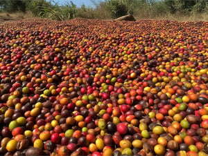 Ethiopian Single Origin Coffee is More Than Just a Caffeine Kick!